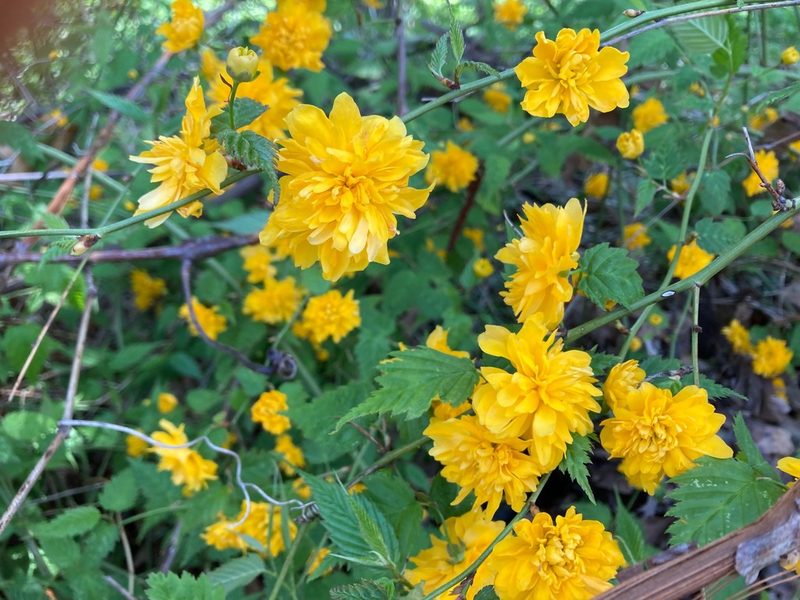 Kerria japonica, photographed by Susan Berry