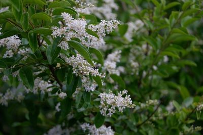 Ligustrum sinense, photographed by Bonnie Semmling