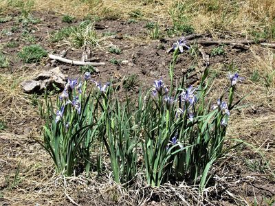 Iris missouriensis, photographed by sprcrkwild