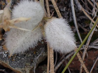 Astragalus purshii, photographed by Shane Johnson