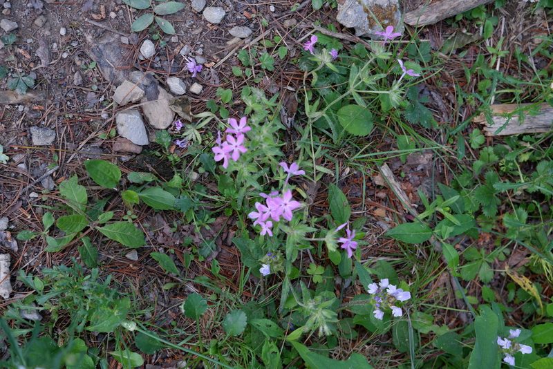 Phlox amoena, photographed by Bonnie Semmling