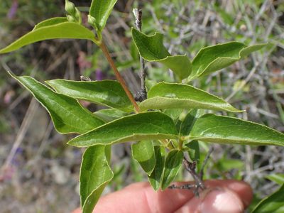 Philadelphus lewisii, photographed by Shane Johnson