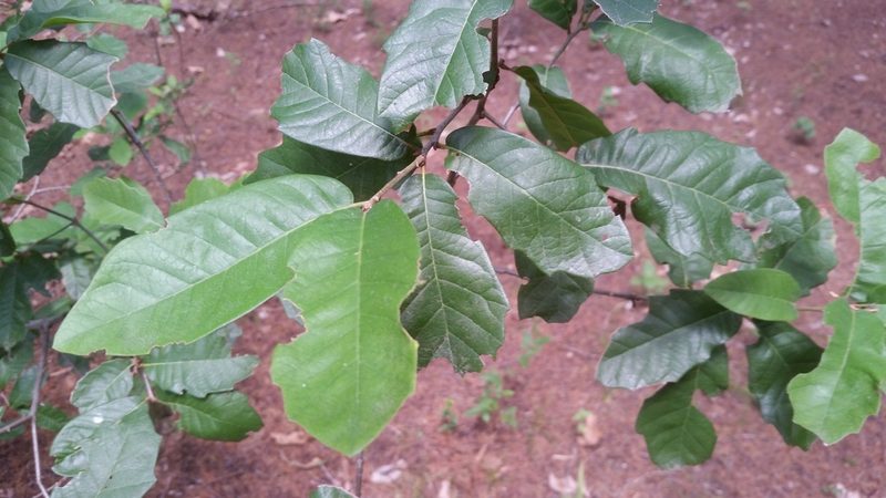 Quercus polymorpha, photographed by pintobeans