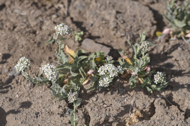 Lepidium appelianum, photographed by Trevor Van Loon