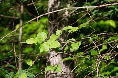 Smilax rotundifolia, photographed by Bonnie Semmling
