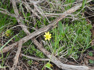 Ranunculus glaberrimus