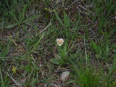 Micranthes rhomboidea