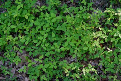 Amphicarpaea bracteata, photographed by Bonnie Semmling