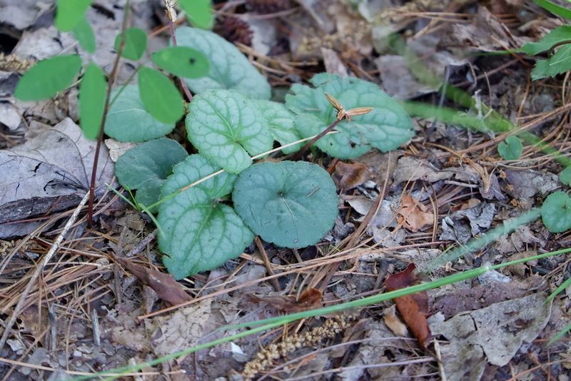 Viola hirsutula, photographed by Bonnie Semmling