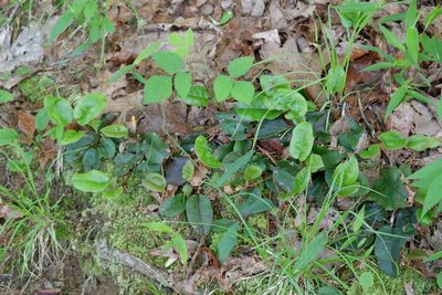 Epigaea repens, photographed by Bonnie Semmling