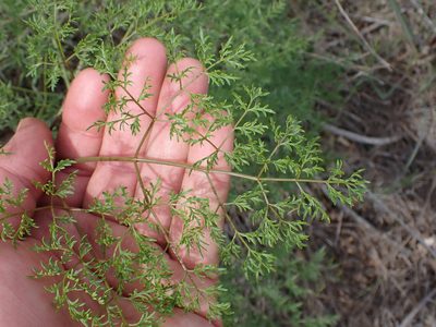 Lomatium multifidum, photographed by Shane Johnson