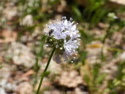 Gilia capitata, photographed by James M. Maley
