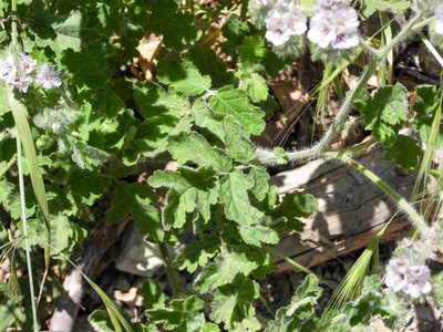 Phacelia cicutaria, photographed by James M. Maley