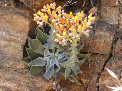 Dudleya cymosa, photographed by James M. Maley