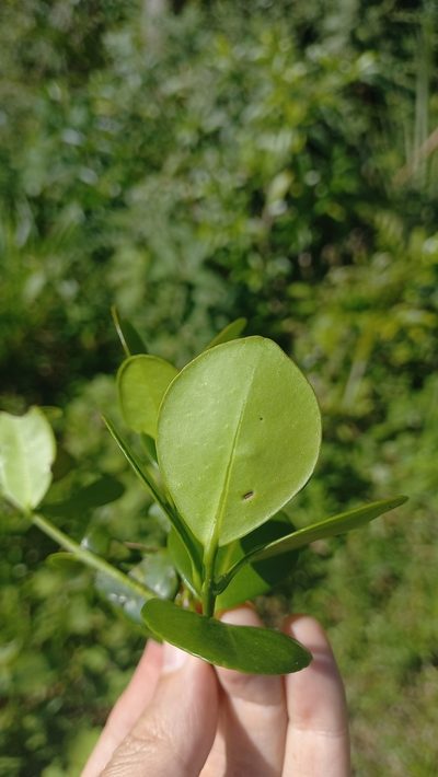Eugenia catharinae, photographed by JG