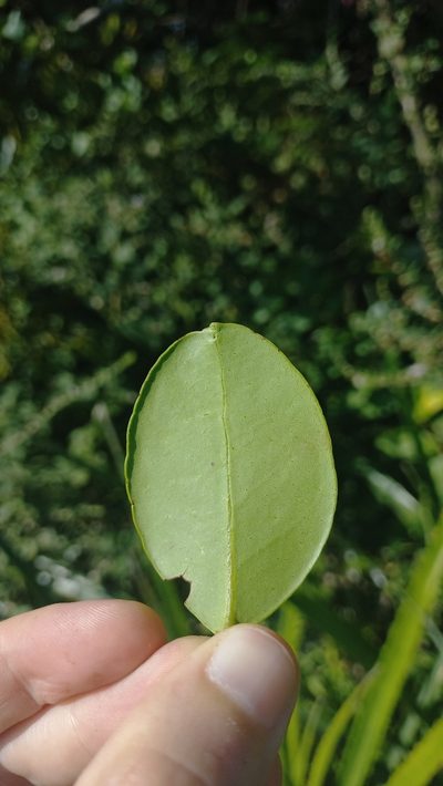 Eugenia catharinae, photographed by JG