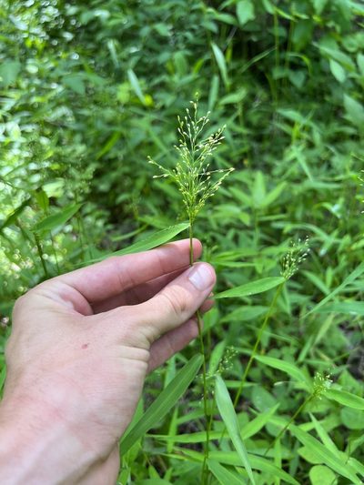 Dichanthelium yadkinense, photographed by Nathan Aaron