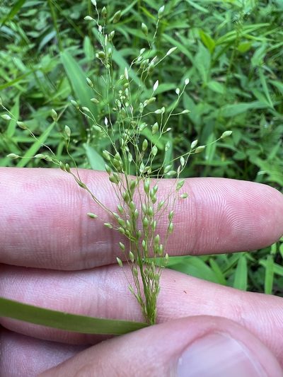 Dichanthelium yadkinense, photographed by Nathan Aaron