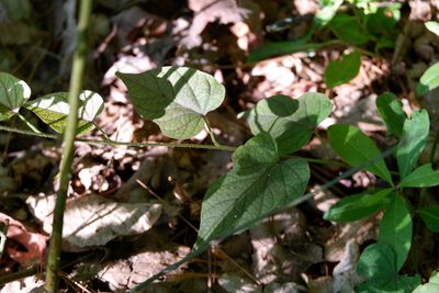 Ipomoea pandurata, photographed by Bonnie Semmling