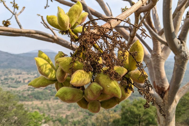Sterculia urens, photographed by Kristof Zyskowski