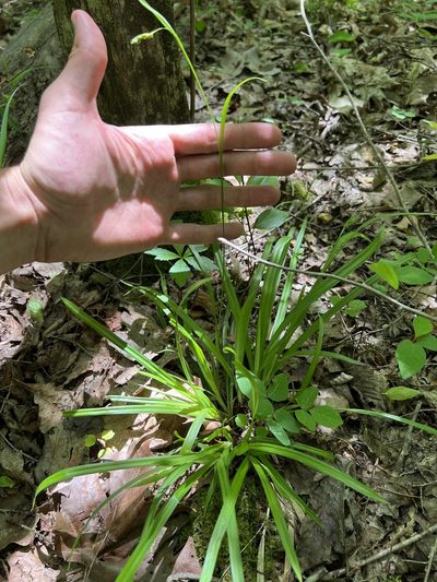 Carex laxiculmis, photographed by Nathan Aaron