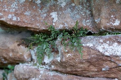 Asplenium montanum, photographed by Bonnie Semmling