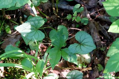 Viola hirsutula, photographed by Bonnie Semmling