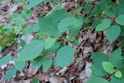 Hydrangea arborescens, photographed by Bonnie Semmling