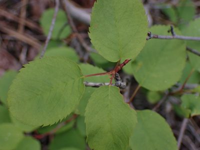 Amelanchier cusickii, photographed by Shane Johnson
