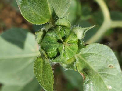 Helianthus annuus