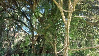 Rhipsalis teres, photographed by JG