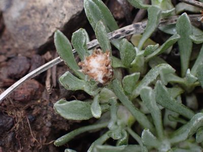 Antennaria dimorpha, photographed by Shane Johnson