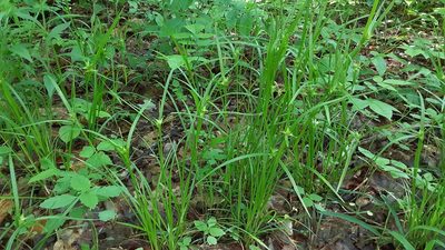Carex intumescens, photographed by Larry Jensen