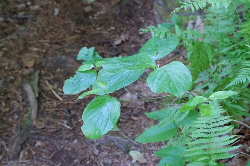 Cornus florida, photographed by Bonnie Semmling