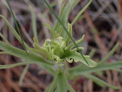 Castilleja thompsonii, photographed by Shane Johnson
