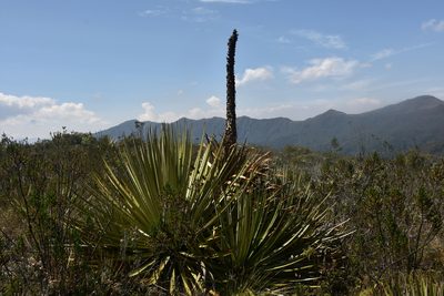 Puya goudotiana, photographed by Loren Cassin Sackett