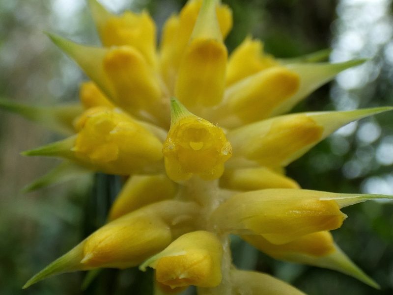 Elleanthus longibracteatus, photographed by Kai Squires