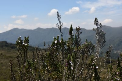 Arcytophyllum nitidum, photographed by Loren Cassin Sackett