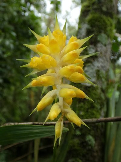 Elleanthus longibracteatus, photographed by Kai Squires