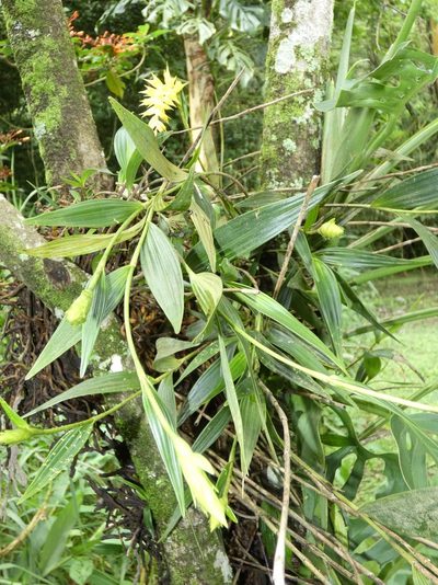 Elleanthus longibracteatus, photographed by Kai Squires