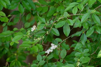 Ligustrum sinense