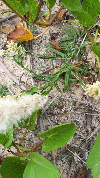 Pterocaulon lorentzii, photographed by JG