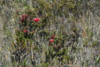 Bejaria resinosa, photographed by Loren Cassin Sackett