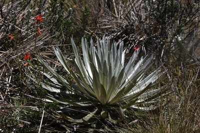 Espeletia argentea, photographed by Loren Cassin Sackett