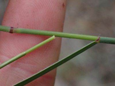 Thinopyrum intermedium, photographed by Shane Johnson