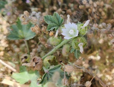 Malva parviflora, photographed by Mary K. Hanson