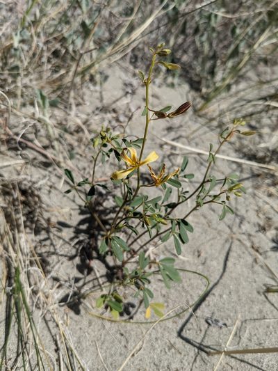 Cleomella sparsifolia, photographed by Trevor Van Loon
