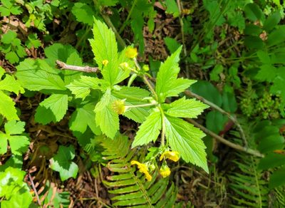 Geum macrophyllum, photographed by S. Kellington