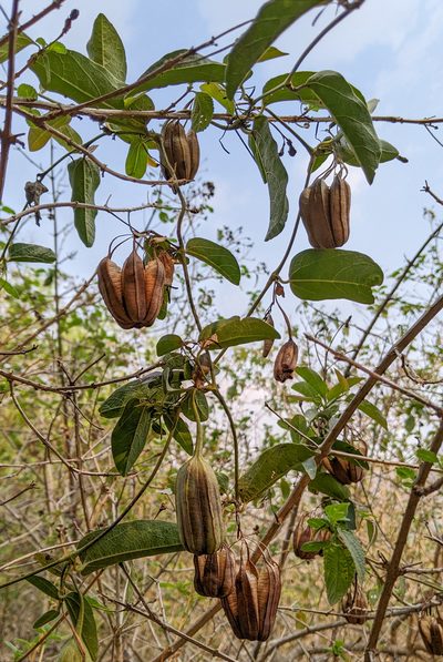 Aristolochia indica, photographed by Kristof Zyskowski