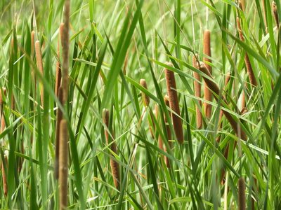 Typha angustifolia, photographed by Mary K. Hanson